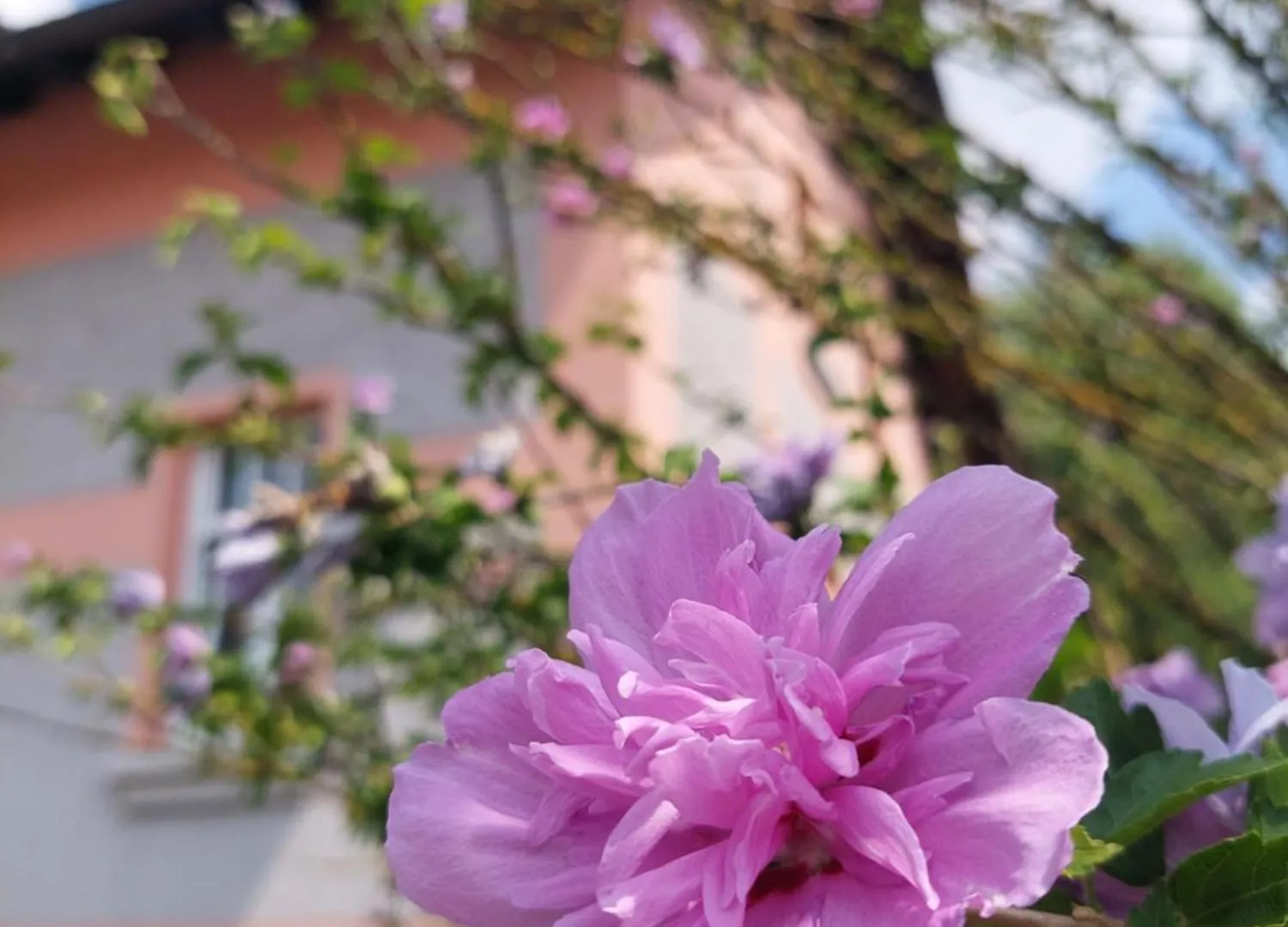 Guest house Rose House - Greenline Accomodations Ljubljana